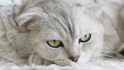 只讲干货：蘑菇视频剪辑入门，新手也能上手｜别学我